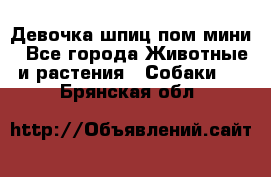 Девочка шпиц пом мини - Все города Животные и растения » Собаки   . Брянская обл.